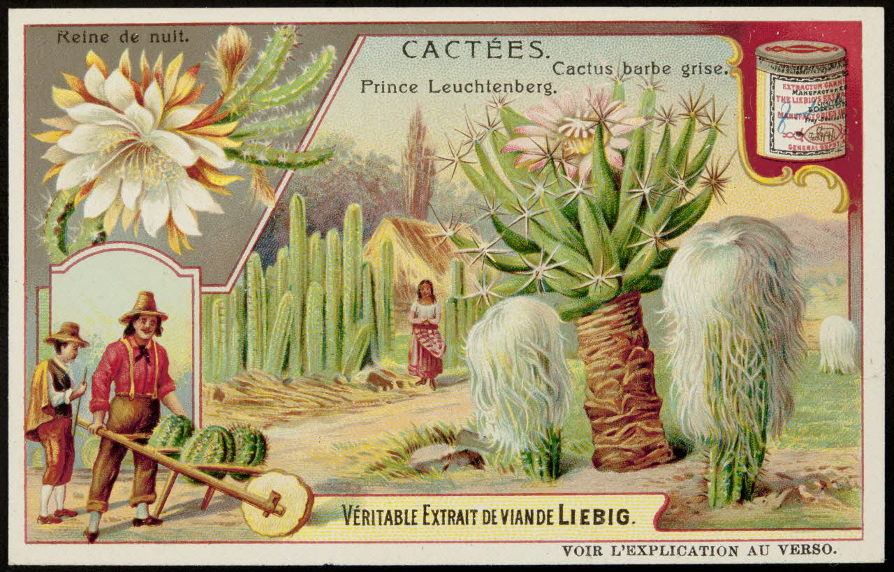 Liebig carte réclame chromo 1907 1996.40.290.1 Photo