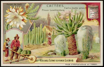 Liebig carte réclame chromo 1907 1996.40.290.1 Photo