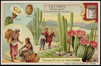 Liebig carte réclame chromo 1907 1996.40.290.2  Photo