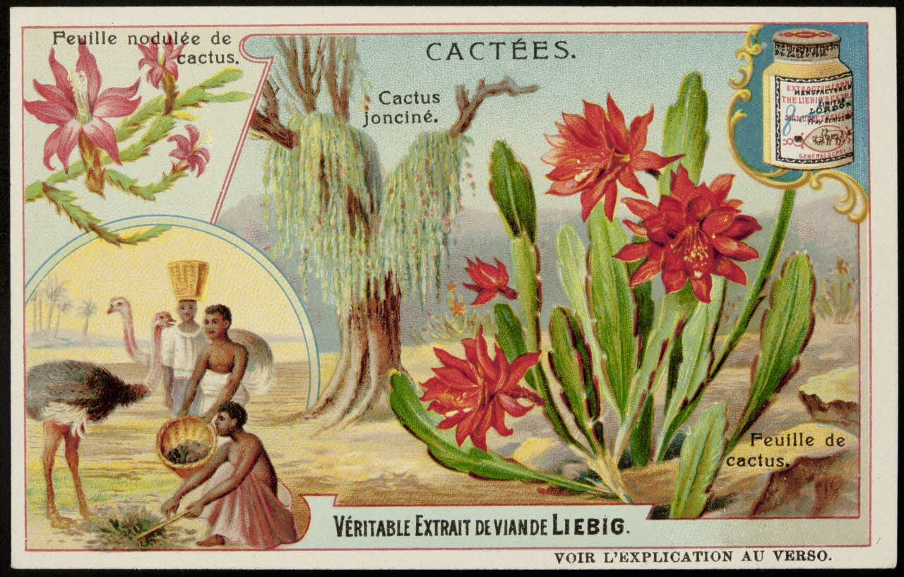 Liebig carte réclame chromo 1907 1996.40.290.3 Photo