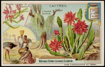 Liebig carte réclame chromo 1907 1996.40.290.3  Photo
