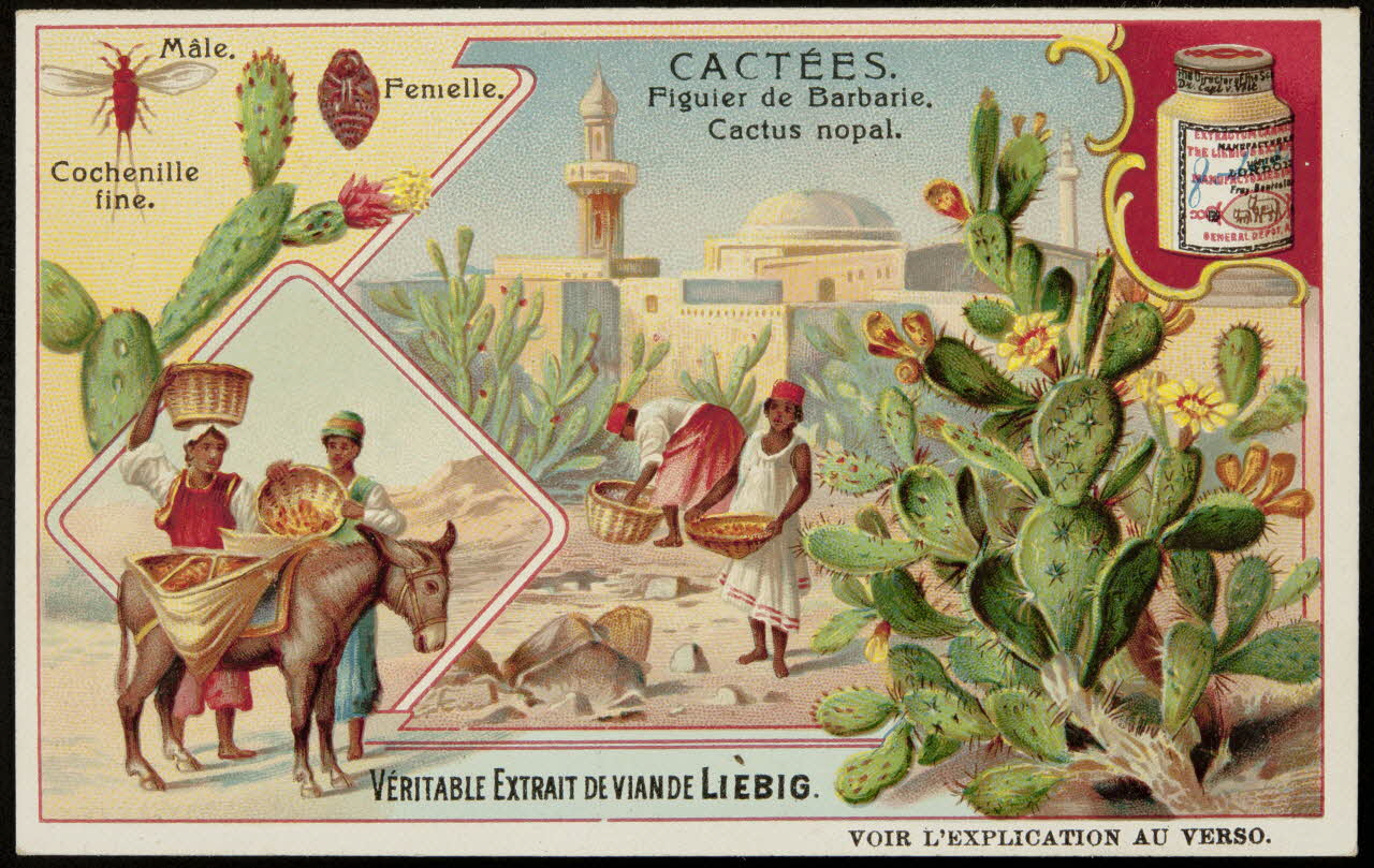 Liebig carte réclame chromo 1907 1996.40.290.5 Photo
