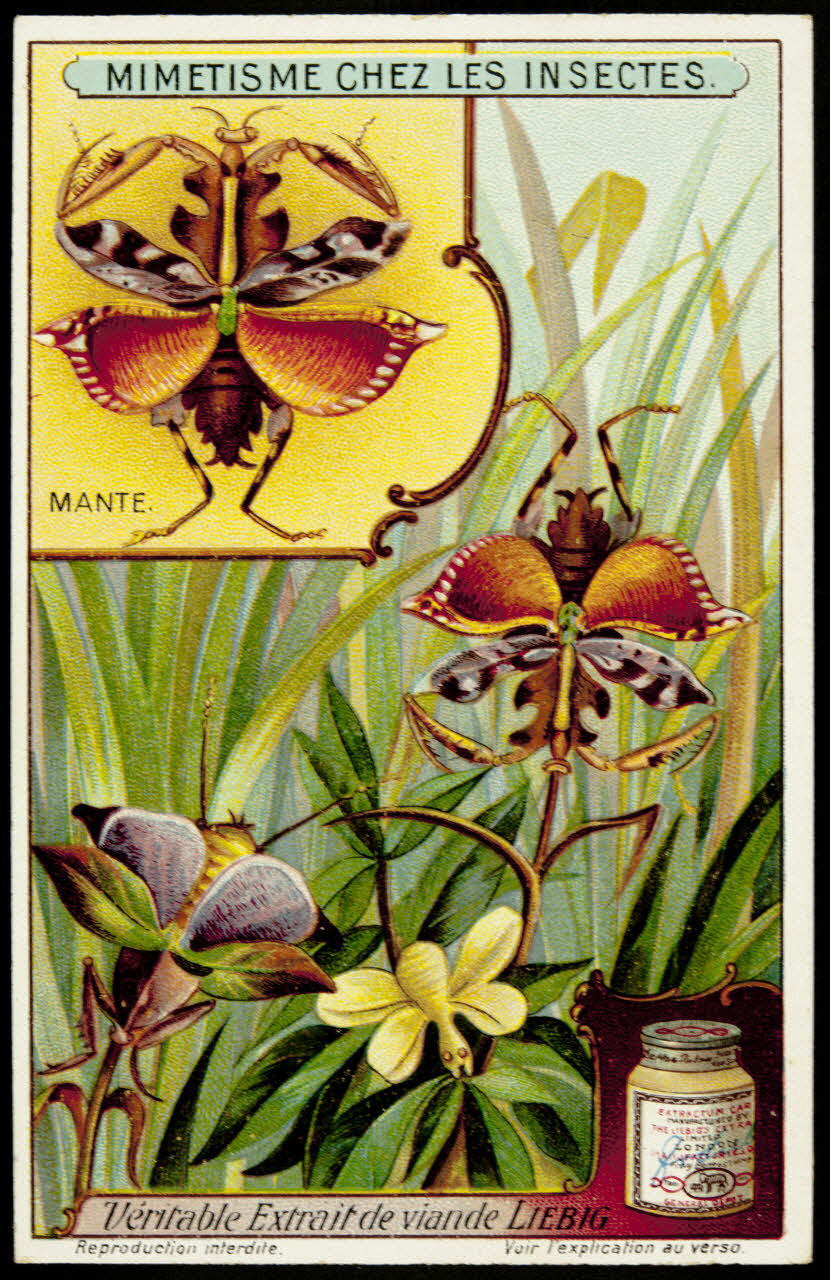 Liebig carte réclame chromo 1913 1996.40.291.2 Photo