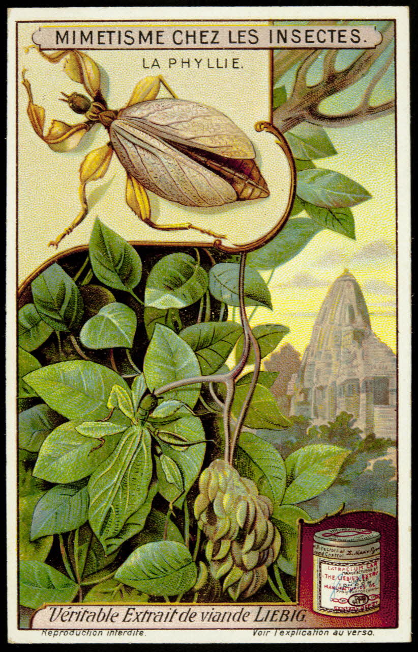 Liebig carte réclame chromo 1913 1996.40.291.3 Photo