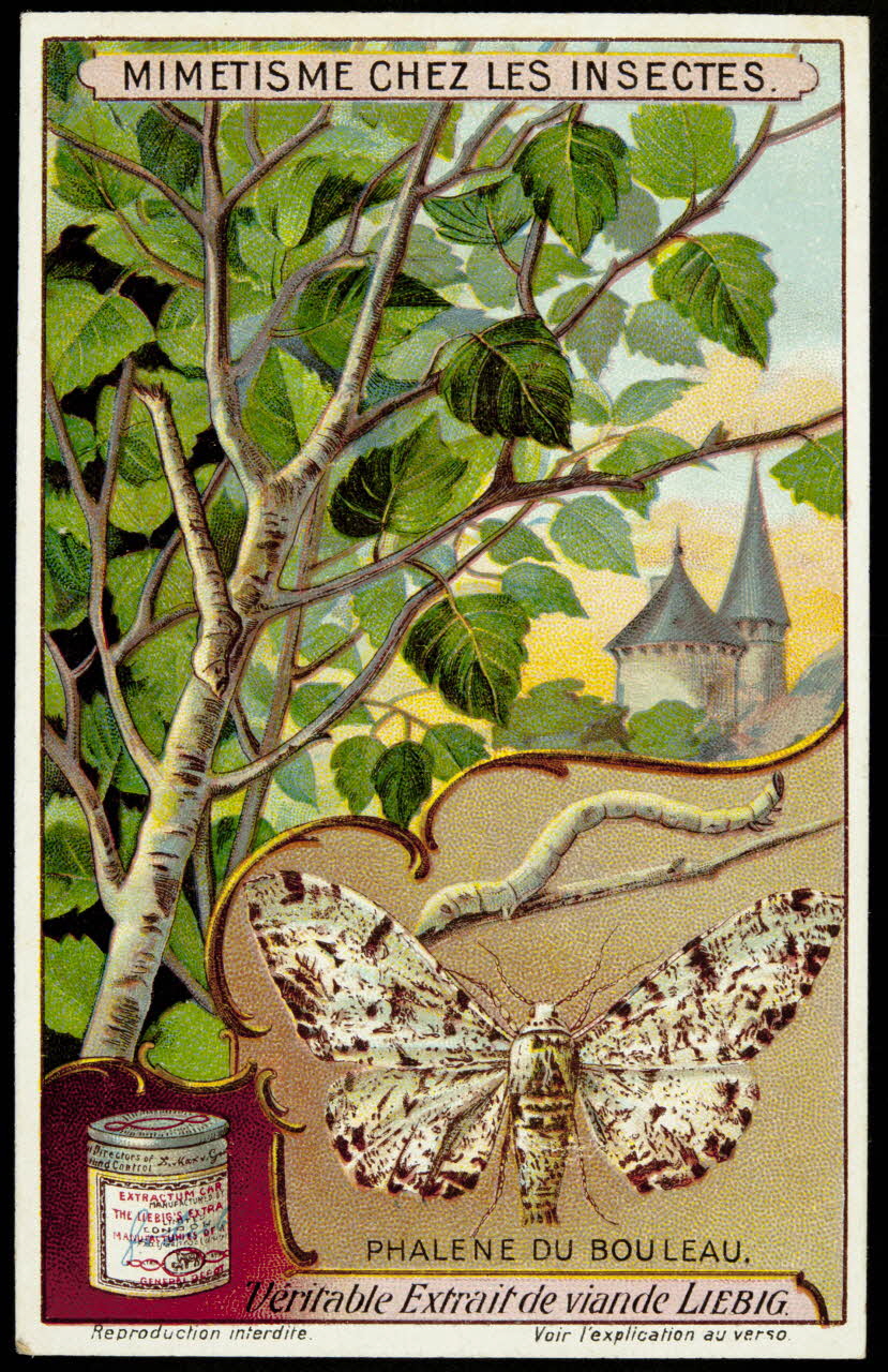 Liebig carte réclame chromo 1913 1996.40.291.4 Photo