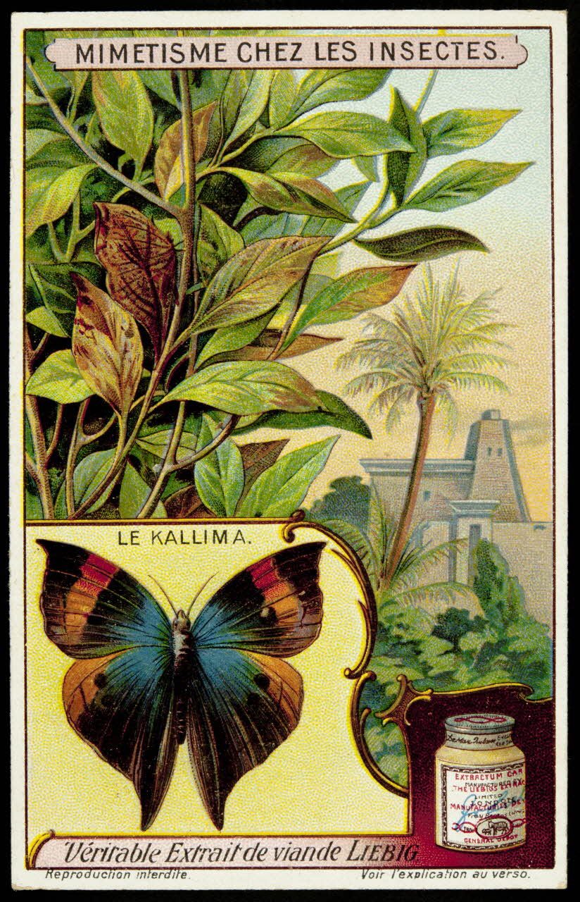 Liebig carte réclame chromo 1913 1996.40.291.5 Photo