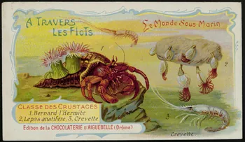 Edition de la Chocolaterie d'Aiguebelle carte réclame chromo Rhône-Alpes, France 1900-1920 1996.40.293.4 Photo