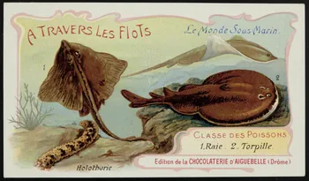 Edition de la Chocolaterie d'Aiguebelle carte réclame chromo Donzère 1900-1920 1996.40.293.40 Photo