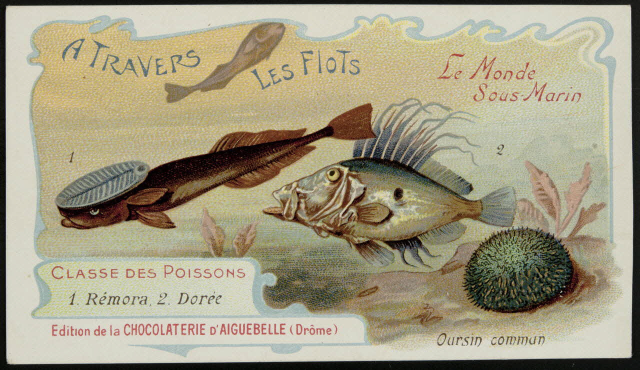 Edition de la Chocolaterie d'Aiguebelle carte réclame chromo Donzère 1900-1920 1996.40.293.41 Photo
