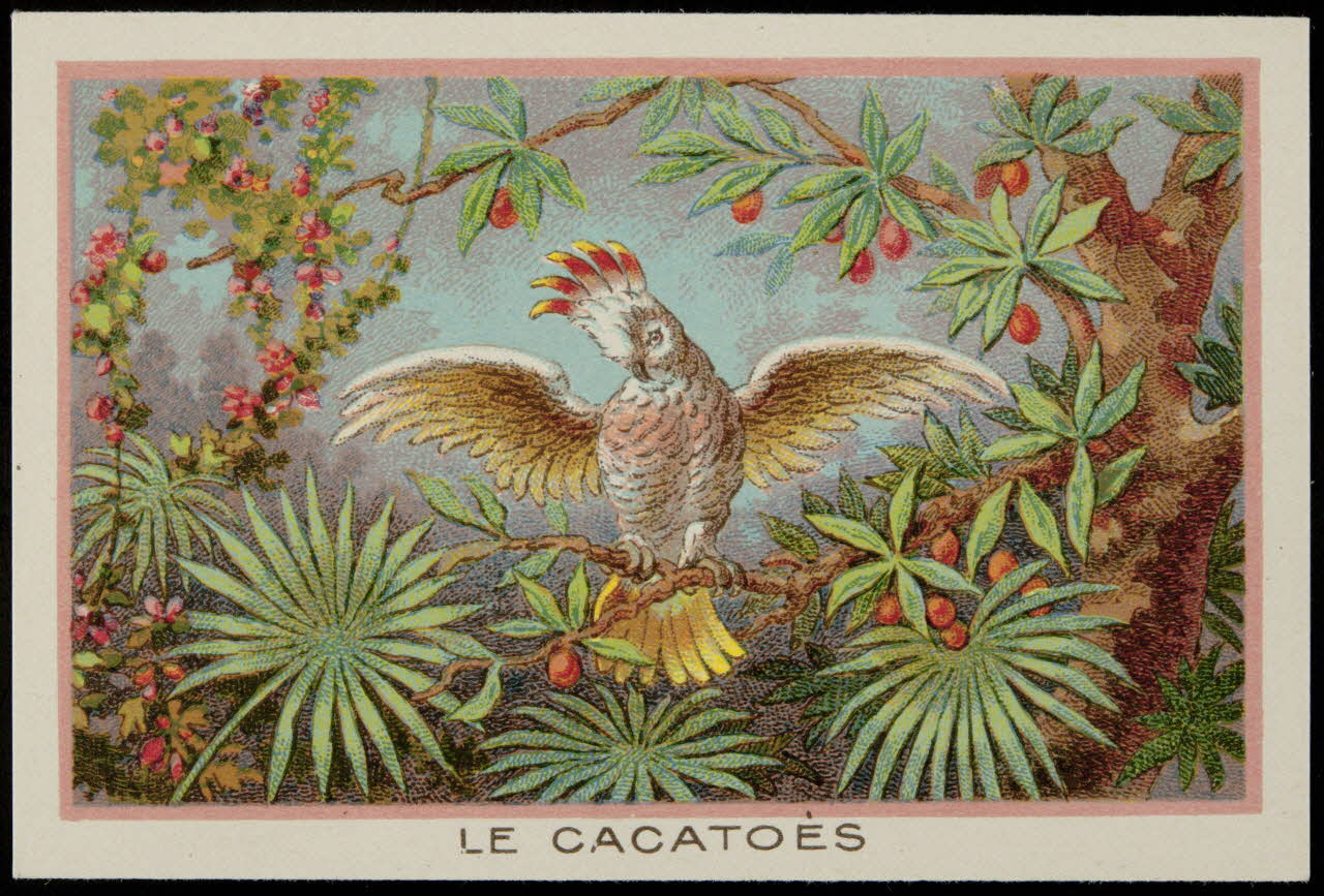carte réclame chromo 1996.40.350.5 Photo