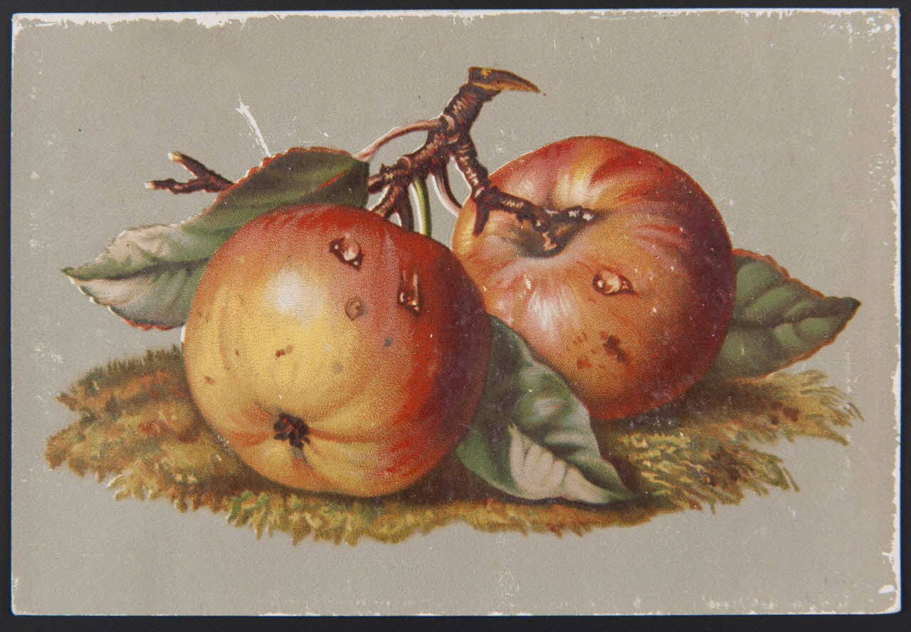 carte réclame chromo 1996.40.878.1 Photo