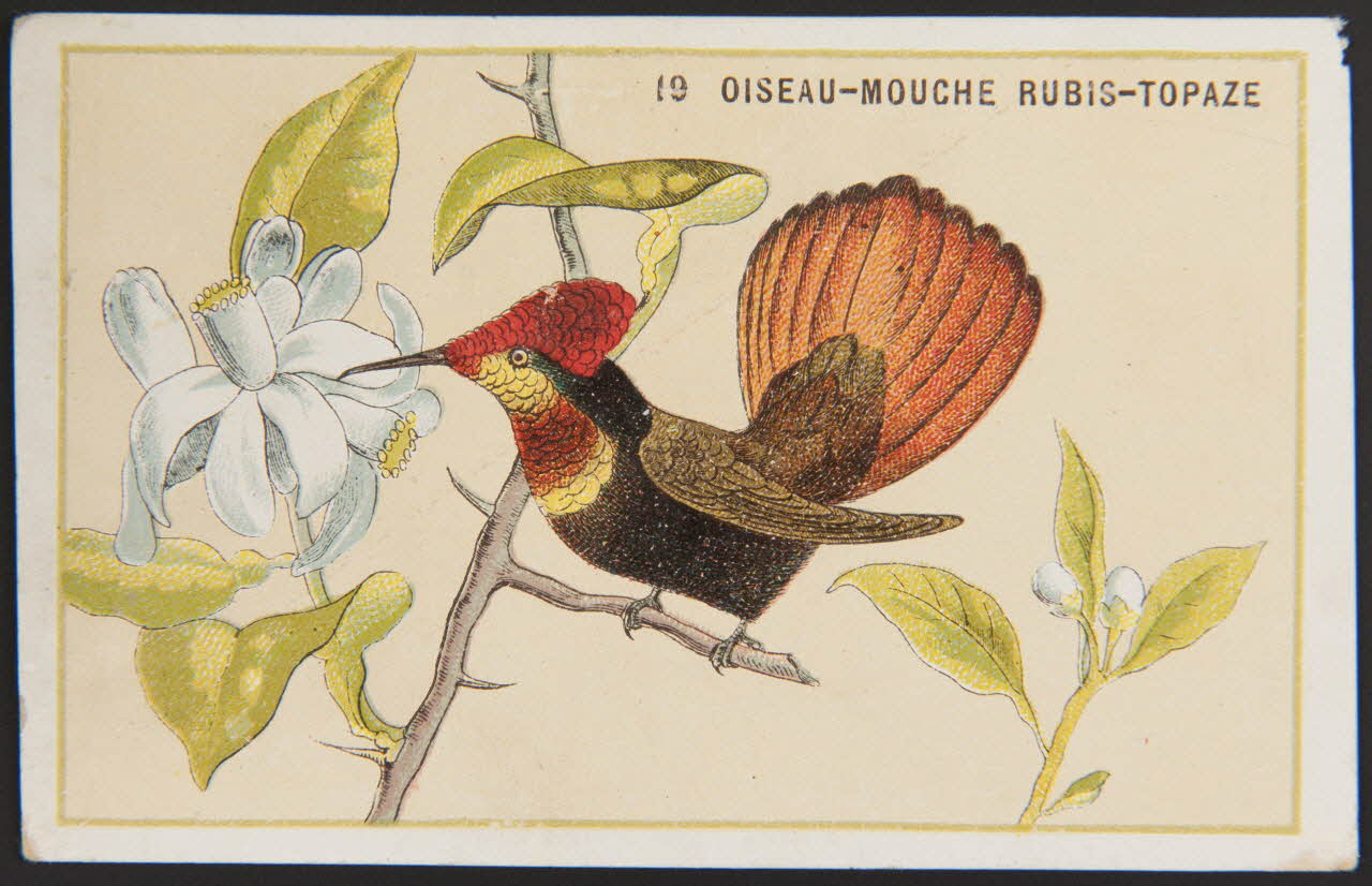 carte réclame chromo 1996.40.880.11 Photo