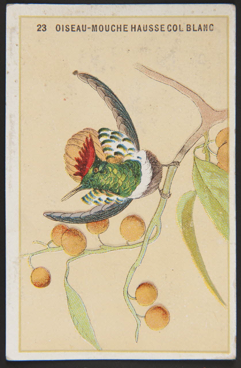 carte réclame chromo 1996.40.880.14 Photo