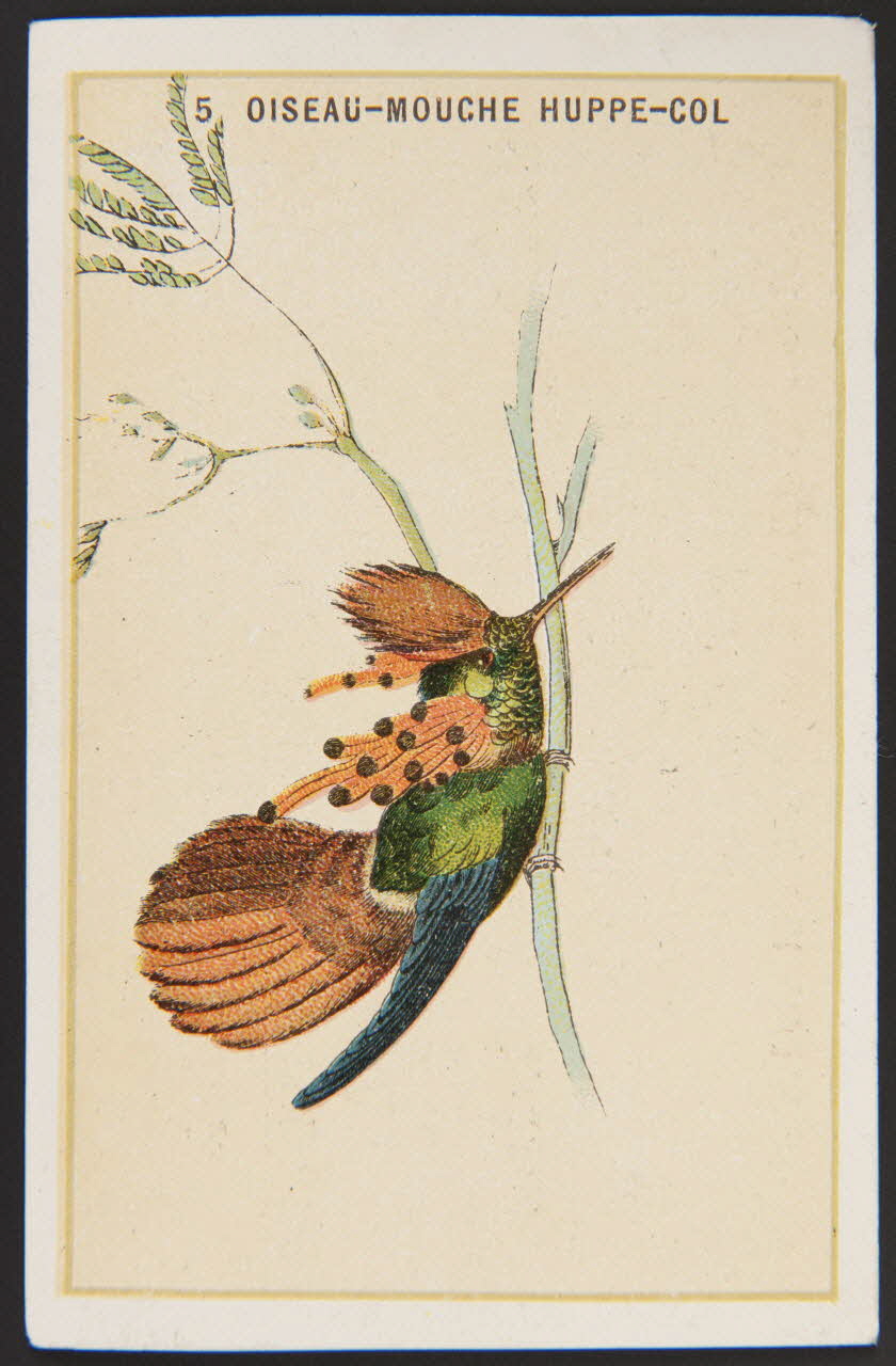 carte réclame chromo 1996.40.880.5 Photo