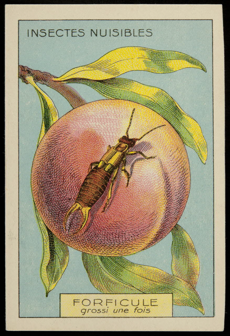 carte réclame chromo 1996.40.949.6 Photo