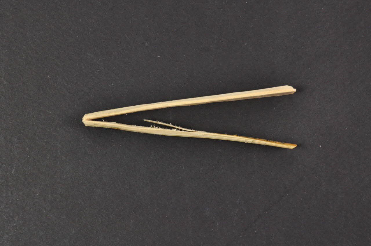 anche biele 1965.65.253 Photo Mucem