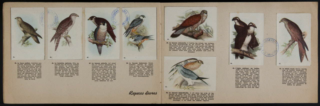 album Oiseaux de nos pays Franche-Comté, France 1959 2007.46.335 Photo