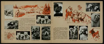 album Les bêtes chez nous France 1960-1970 2007.46.52 Photo