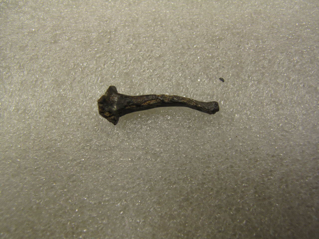 CLOU A FERRER 1984.45.22 Photo