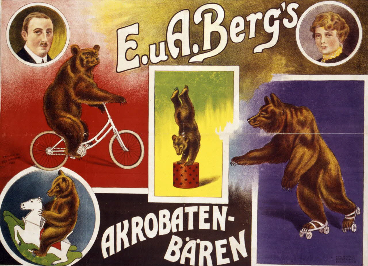 affiche E.uA.Berg's  AKROBATEN-  BÄREN 1955.46.66 Photo