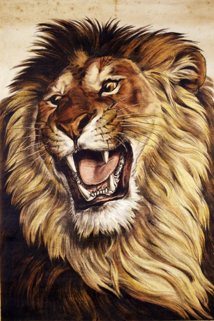 affiche Lion 1955.46.80 Photo