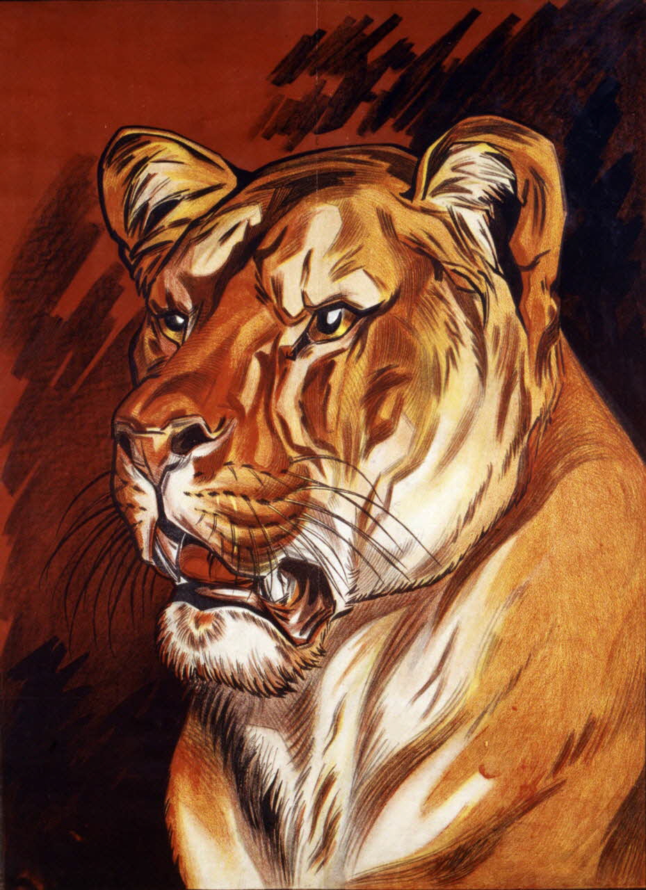 affiche Lionne 1955.46.81 Photo