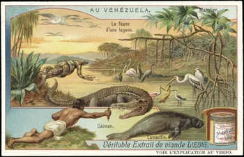Liebig carte réclame chromo 1907 1995.1.2982.1  Photo