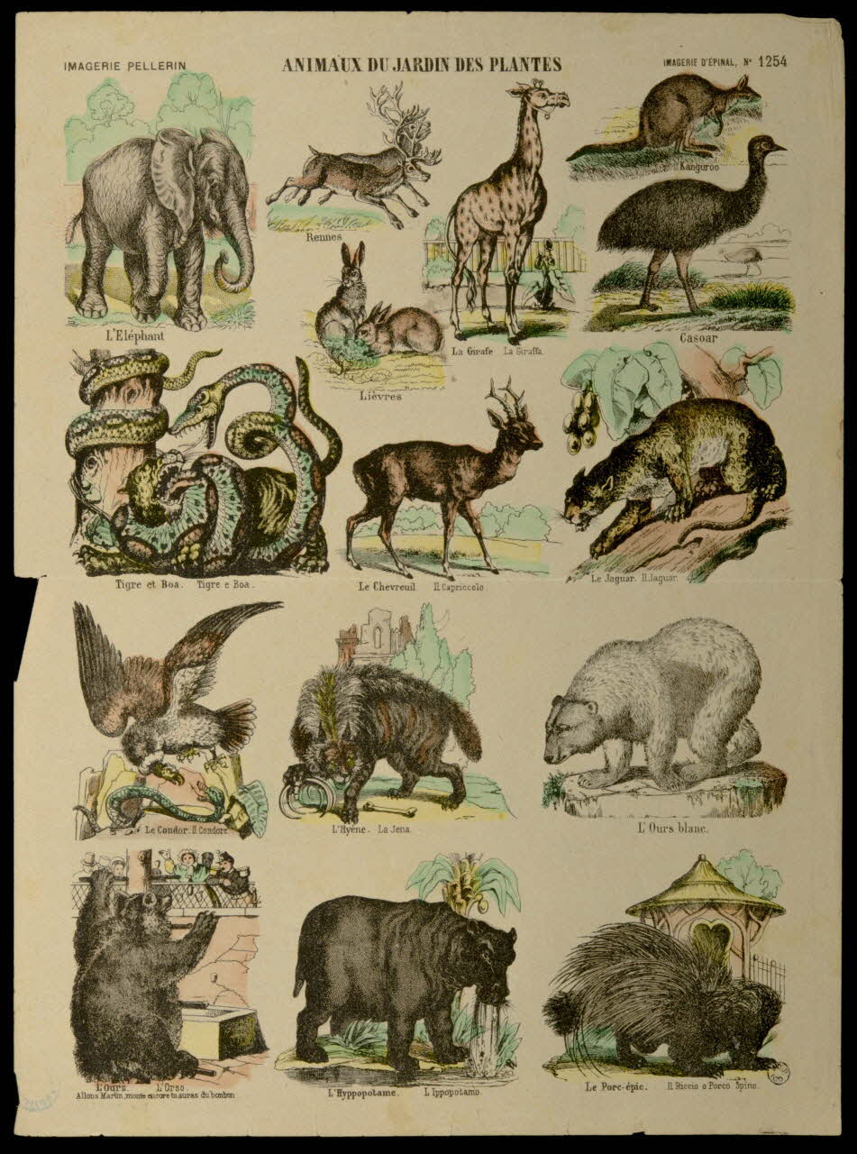 Pellerin planche ANIMAUX DU JARDIN DES PLANTES Lorraine, France 1938 1938.25.69 Photo