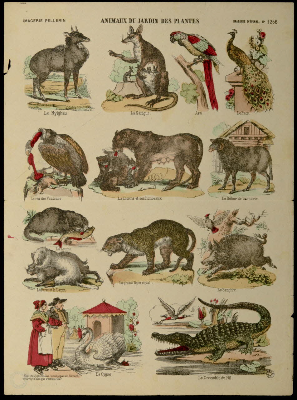 Pellerin planche ANIMAUX DU JARDIN DES PLANTES Lorraine, France 1938 1938.25.71 Photo