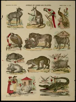 Pellerin planche ANIMAUX DU JARDIN DES PLANTES Lorraine, France 1938 1938.25.71 Photo