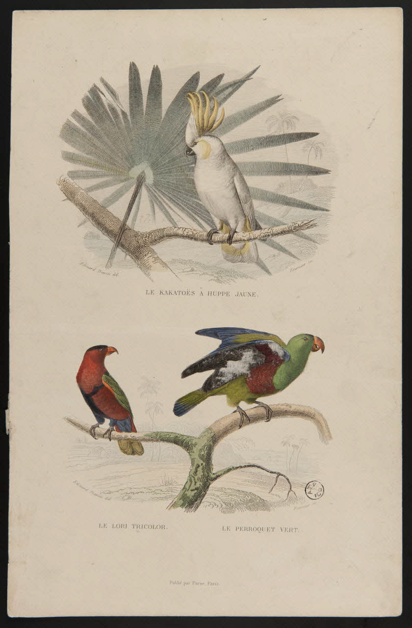 suite de figures (2x1) LE KAKATOES A HUPPE JAUNE.  LE LORI TRICOLOR. LE PERROQUET VERT. 1938.8.36 Photo