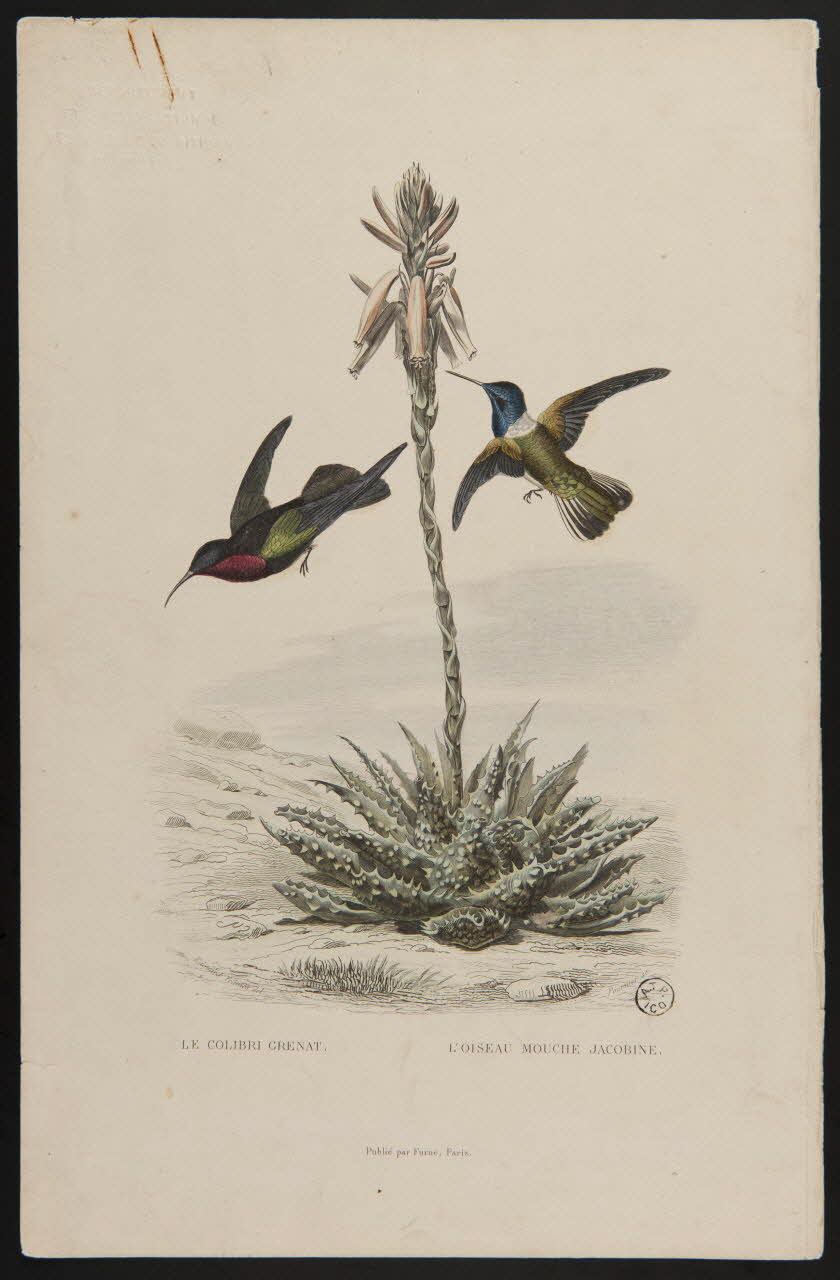 estampe LE COLIBRI GRENAT. L'OISEAU MOUCHE JACOBINE. 1938.8.37 Photo