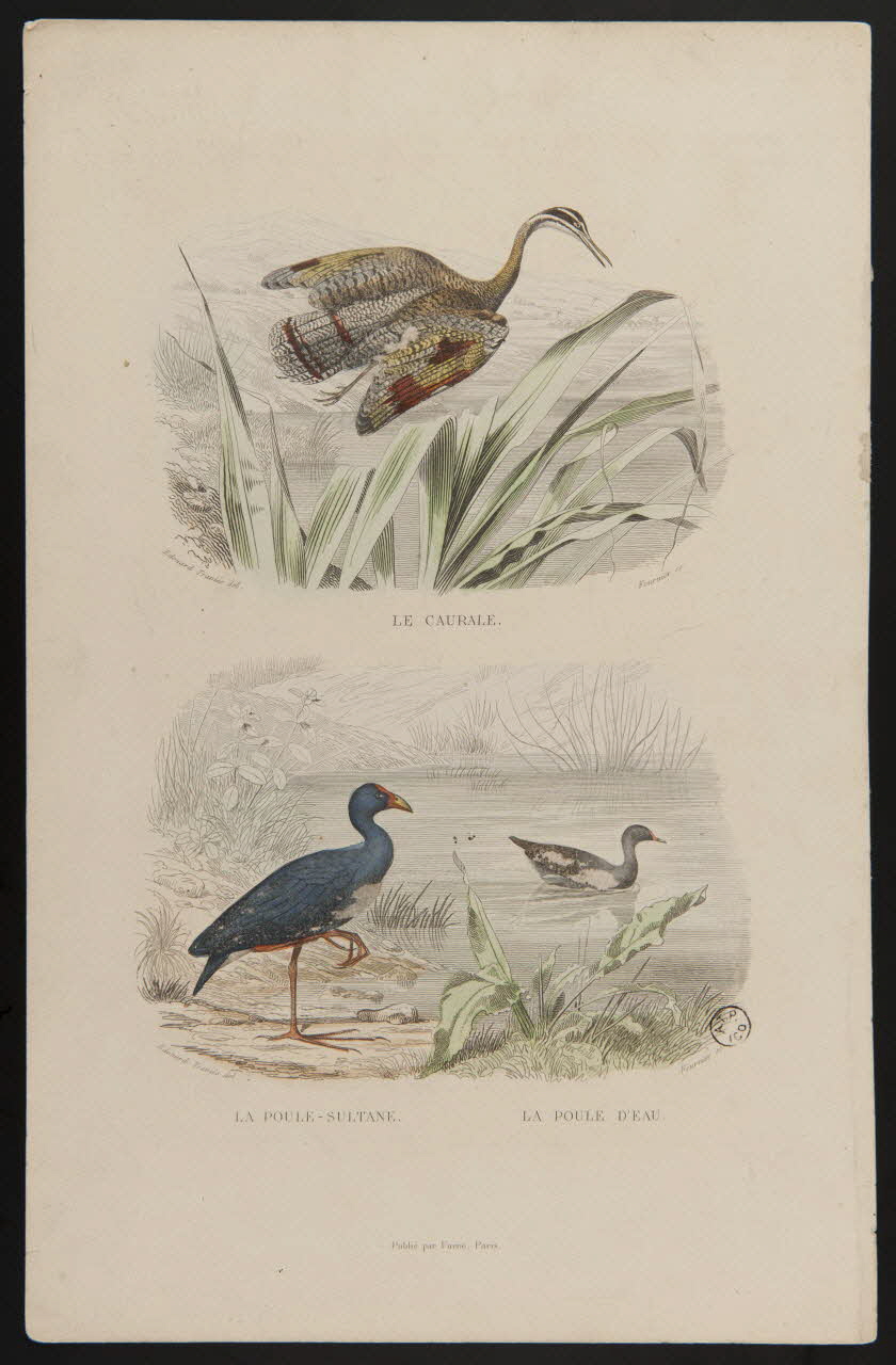 suite de figures (2x1) LE CAURALE.  LA POULE SULTANE. LA POULE D'EAU. 1938.8.38 Photo