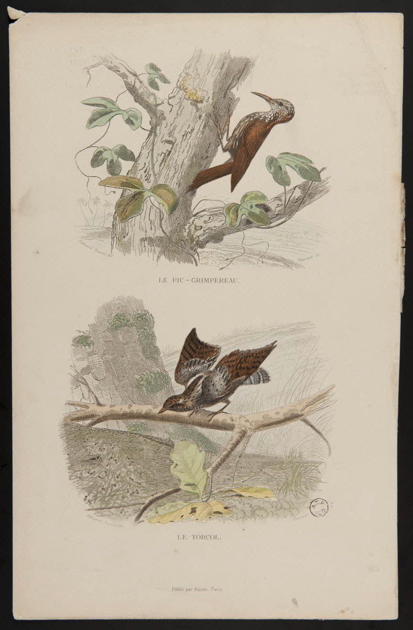 suite de figures (2x1) LE PIC-GRIMPEREAU.  LE TORCOL. 1938.8.39 Photo