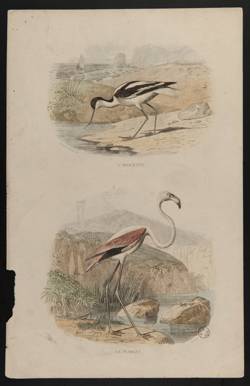 suite de figures (2x1) L'AVOCETTE.  LE FLAMANT. 1938.8.40 Photo