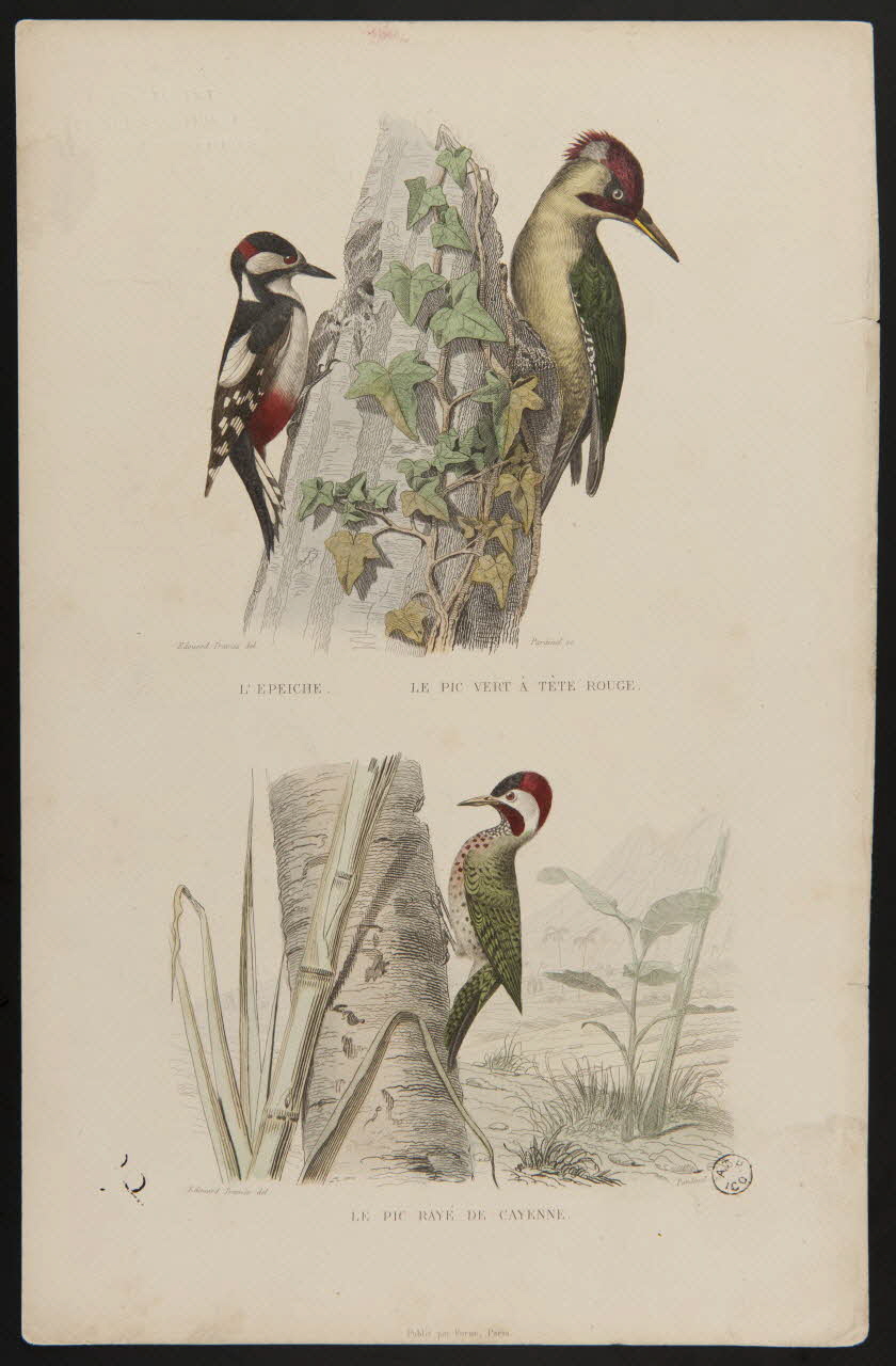 suite de figures (2x1) L'EPEICHE. LE PIC VERT A TETE ROUGE.  LE PIC RAYE DE CAYENNE. 1938.8.41 Photo