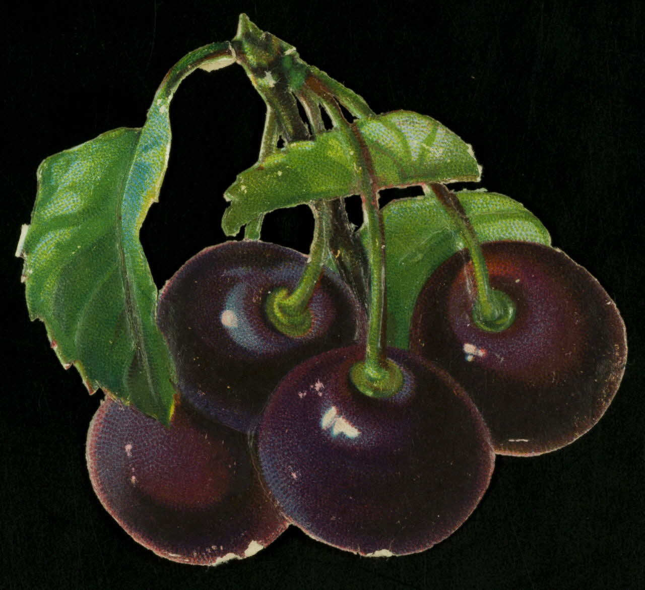 estampe Cassis 1942.26.30 Photo