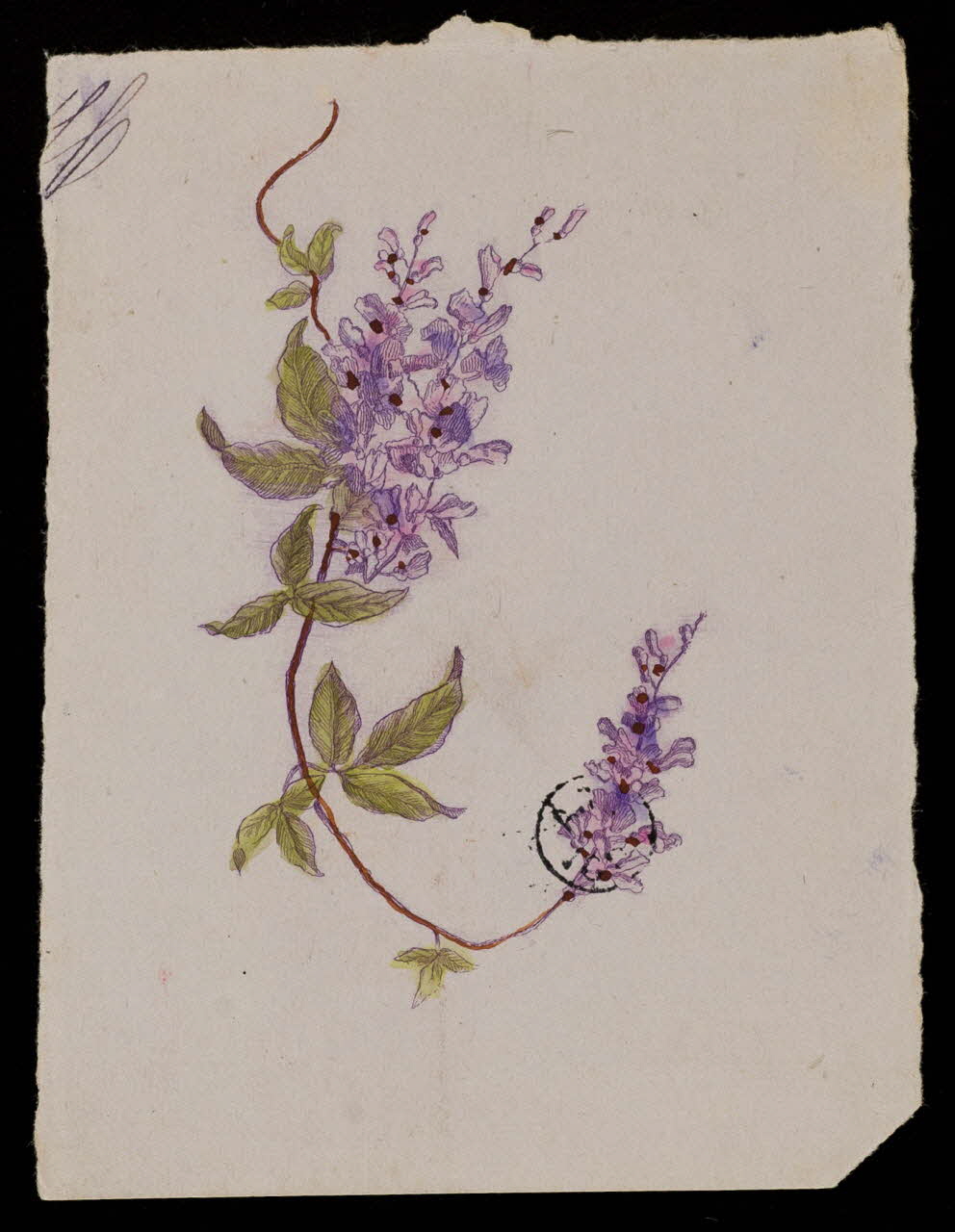 papier à lettre En-tête de lettre : clématites 1942.26.604 Photo