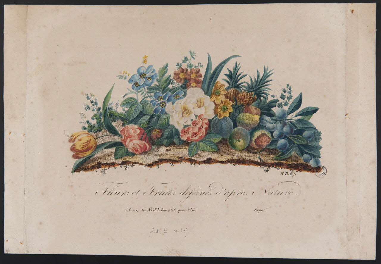 A. Noël estampe Fleurs et Fruits dessinés d'après Nature. Paris 1805-1815 1943.16.146 Photo