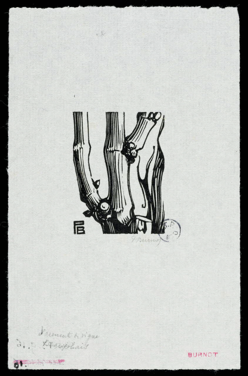 partie d'ensemble Sarment de vigne 1943.9.16 Photo