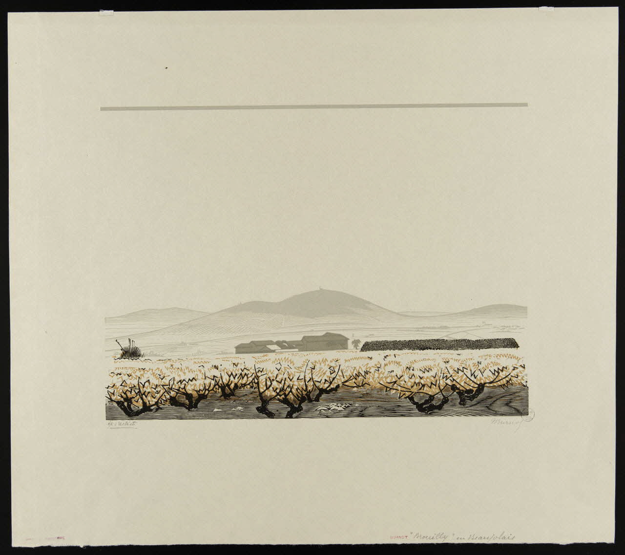 partie d'ensemble "Brouilly" en Beaujolais 1943.9.6 Photo