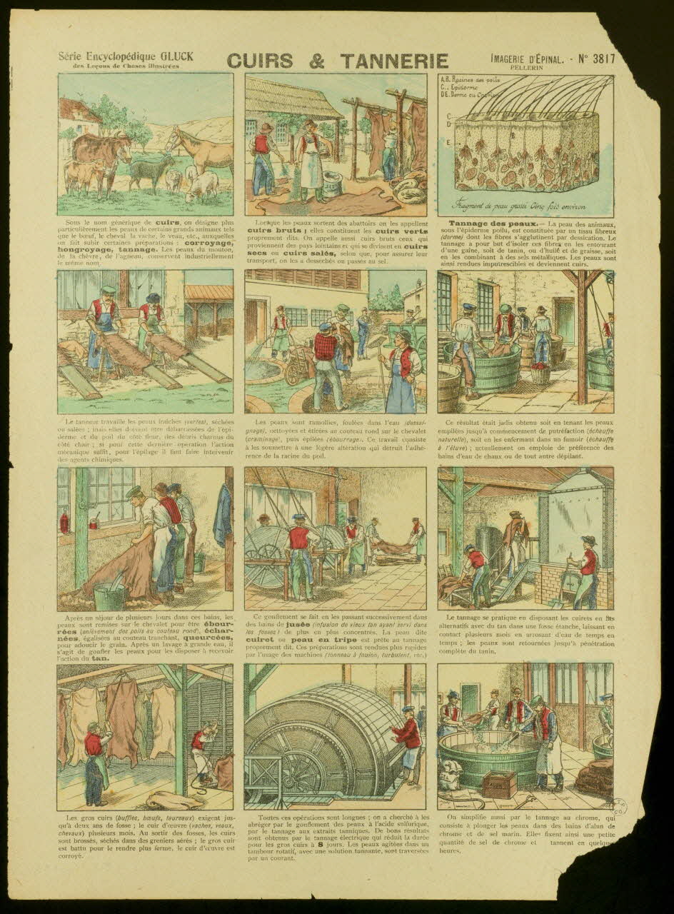planche pédagogique CUIRS & TANNERIE 1944.2.233 Photo