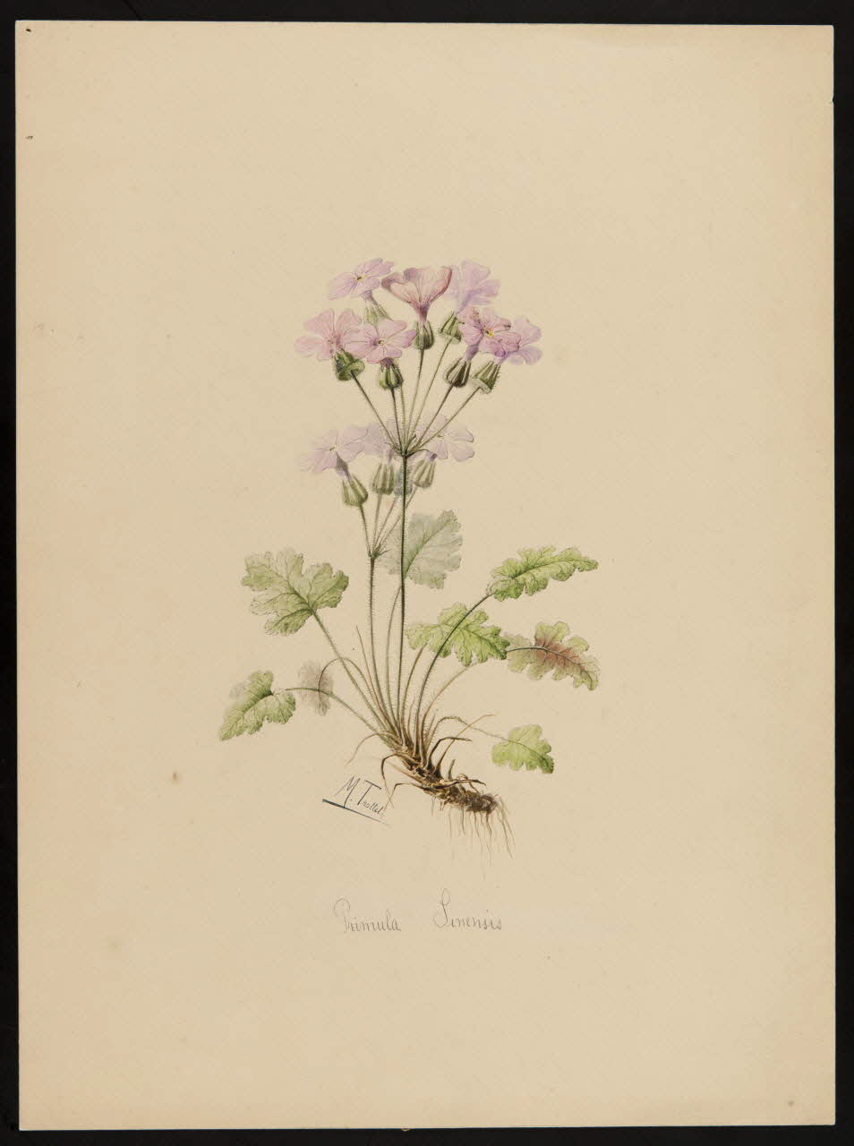 Trottet M. dessin Primula Sinensis 1948 1948.53.1 Photo