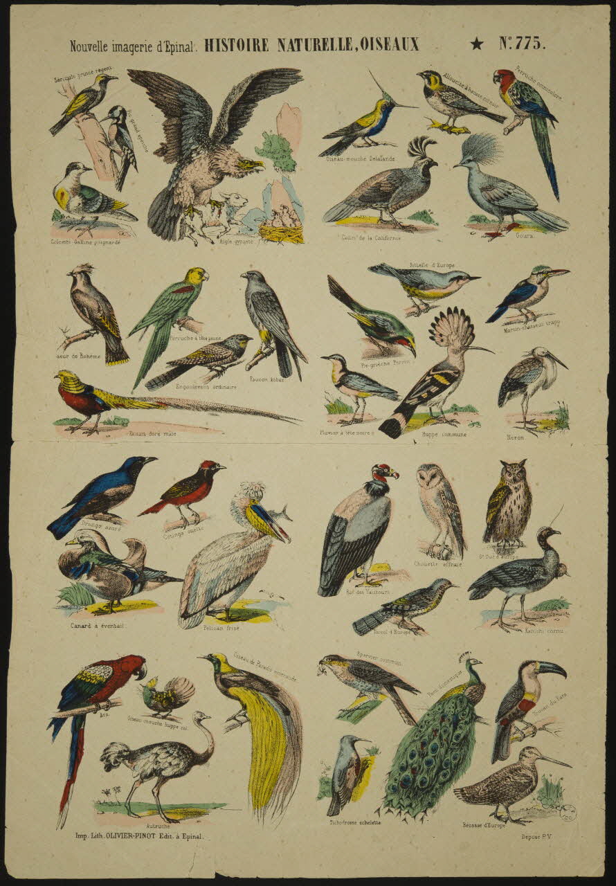 Olivier-Pinot à compartiments : 2x4 HISTOIRE NATURELLE, OISEAUX Lorraine, France 1875-1888 1950.21.361 Photo