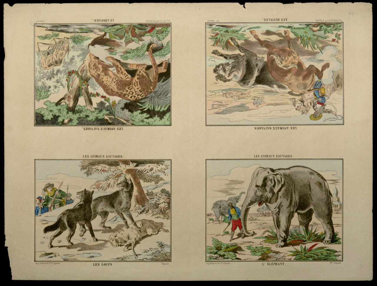 estampe LES ANIMAUX SAUVAGES. 1950.39.2561 Photo