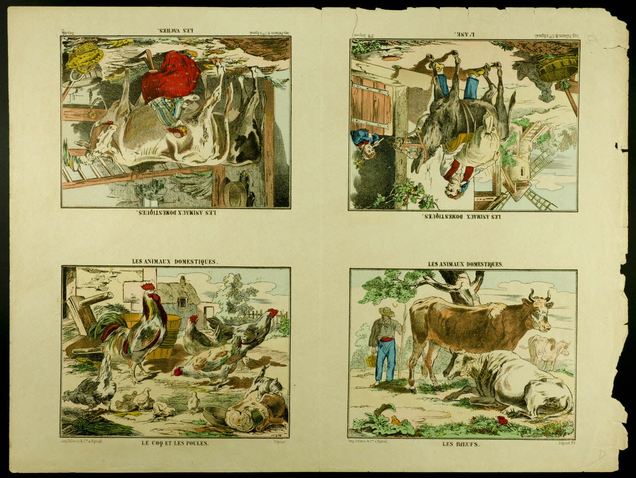 estampe LES ANIMAUX DOMESTIQUES. 1950.39.2562 Photo