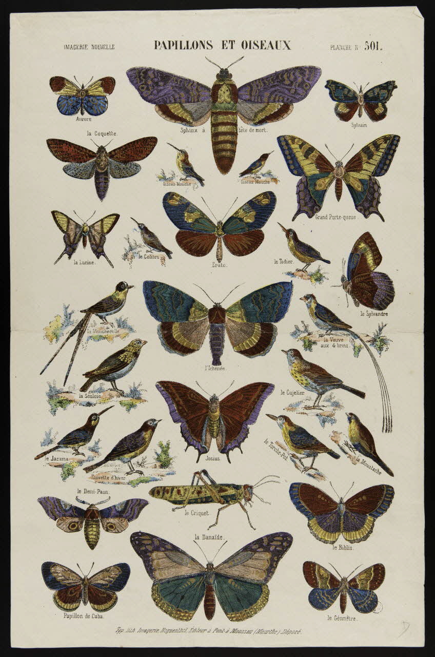 estampe PAPILLONS ET OISEAUX 1950.39.2563 Photo
