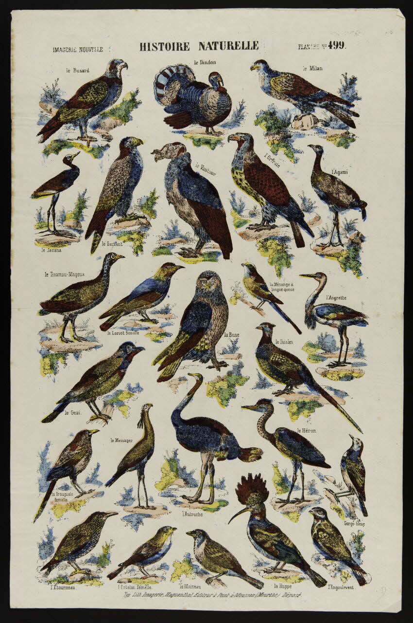 estampe HISTOIRE NATURELLE. 1950.39.2564 Photo