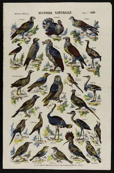 estampe HISTOIRE NATURELLE. 1950.39.2564 Photo