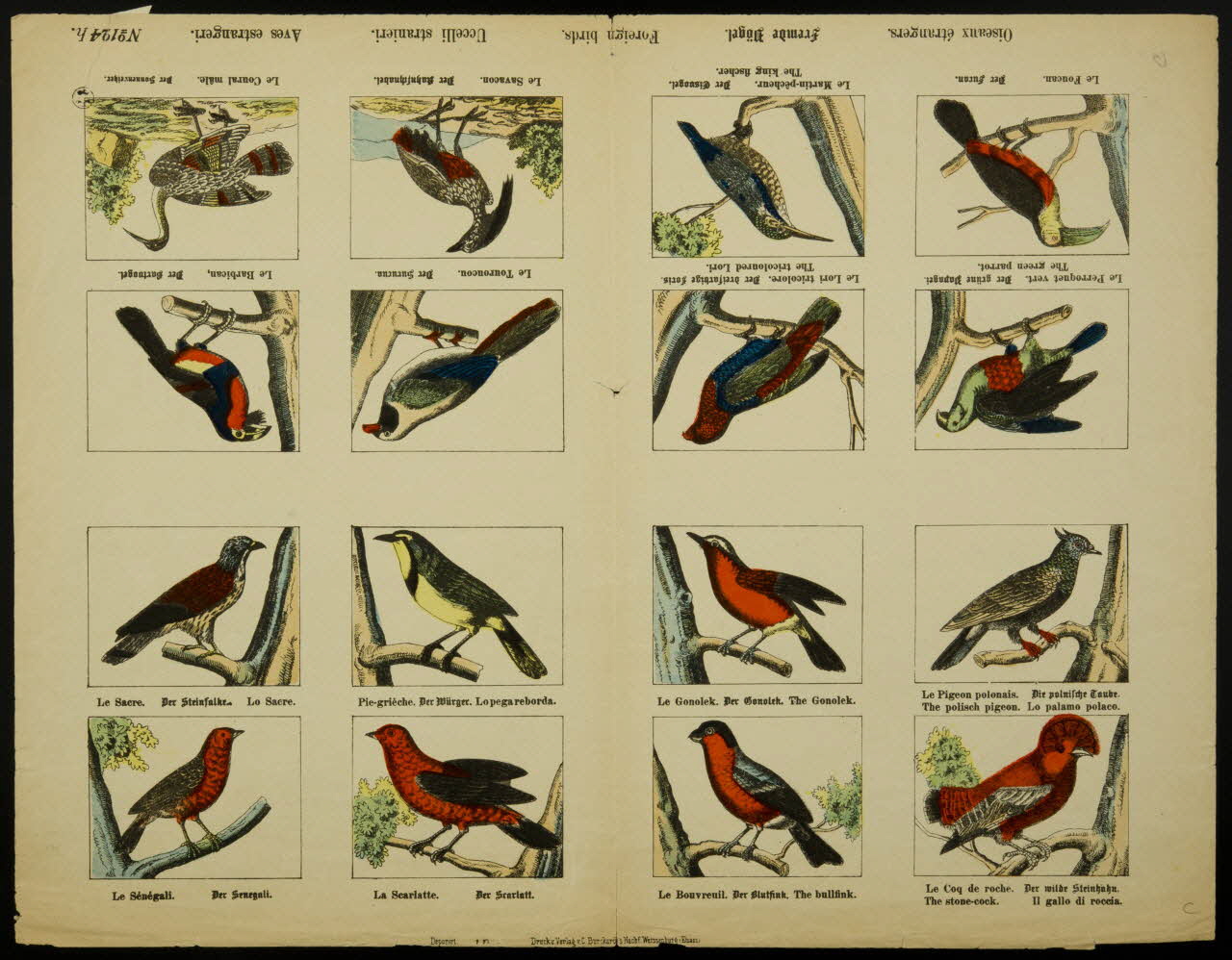 estampe Oiseaux étrangers. Fremde Vögel. Foreign birds. Ucelli stranieri. Aves estrangeri. 1950.39.2575 Photo